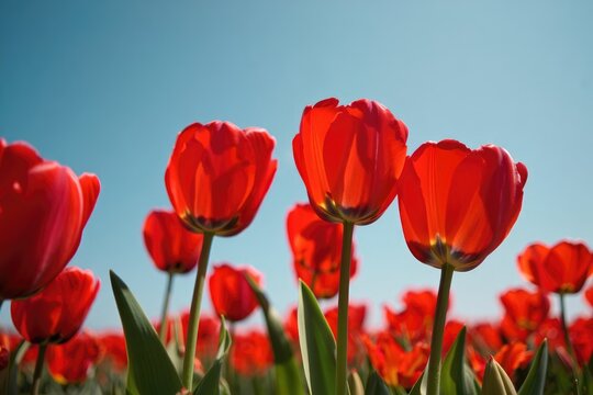 Bright red tulips blooming in a vibrant garden under clear blue sky