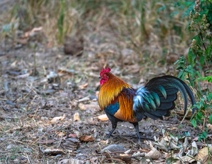 The red junglefowl, also known as the Indian red junglefowl.