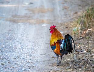 A Red junglefowl, also known as the Indian red junglefowl,  crossing the Forest road.
