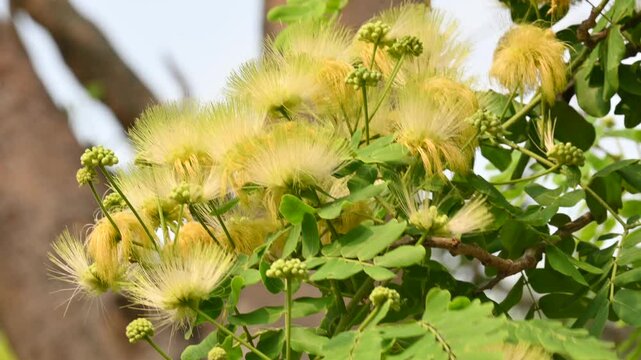 Albizia lebbeck flowers. Its Common names shirisha tree, siris,&nbsp;Indian siris,&nbsp;East Indian walnut,&nbsp;Broome raintree,&nbsp;lebbeck,&nbsp;lebbek tree,&nbsp;frywood, flea tree and&nbsp;woman's tongue tree.