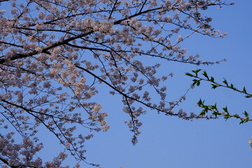 A close-up shot showcases a vibrant display of pale pink cherry blossoms clustered along a thin, dark branch. The background is  blurred, hinting at a bright sky that makes the flowers with text space