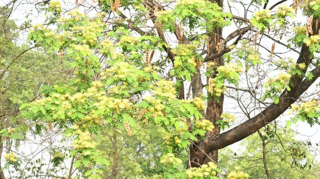 Albizia lebbeck flowers. Its Common names shirisha tree, siris,&nbsp;Indian siris,&nbsp;East Indian walnut,&nbsp;Broome raintree,&nbsp;lebbeck,&nbsp;lebbek tree,&nbsp;frywood, flea tree and&nbsp;woman's tongue tree.