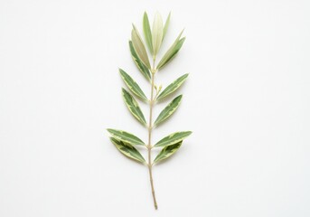 Fototapeta premium A single stem with green and white leaves isolated on a white background in a vertical orientation