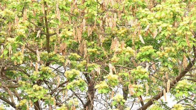 Albizia lebbeck flowers. Its Common names shirisha tree, siris,&nbsp;Indian siris,&nbsp;East Indian walnut,&nbsp;Broome raintree,&nbsp;lebbeck,&nbsp;lebbek tree,&nbsp;frywood, flea tree and&nbsp;woman's tongue tree.