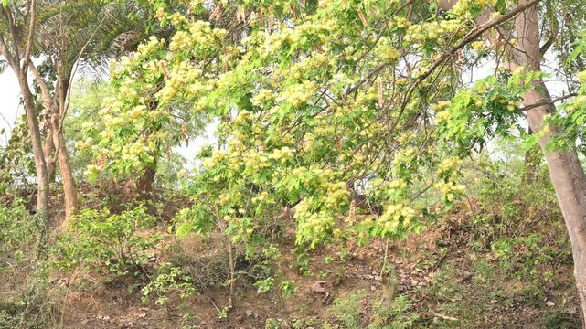 Albizia lebbeck flowers. Its Common names shirisha tree, siris,&nbsp;Indian siris,&nbsp;East Indian walnut,&nbsp;Broome raintree,&nbsp;lebbeck,&nbsp;lebbek tree,&nbsp;frywood, flea tree and&nbsp;woman's tongue tree.