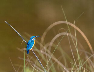 The common kingfisher, also known as the Eurasian kingfisher and river kingfisher, s a small kingfisher with seven subspecies recognized within its wide distribution across Eurasia and North Africa.