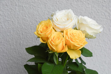 黄色と白のばら