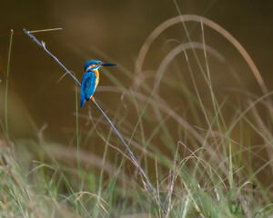 The common kingfisher, also known as the Eurasian kingfisher and river kingfisher, s a small kingfisher with seven subspecies recognized within its wide distribution across Eurasia and North Africa.