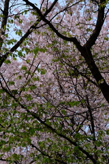 A close-up shot showcases a vibrant display of pale pink cherry blossoms clustered along a thin, dark branch. The background is softly blurred, hinting at a bright sky that makes the flowers the clear
