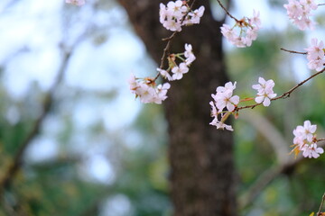 A close-up shot showcases a vibrant display of pale pink cherry blossoms clustered along a thin, dark branch. The background is softly blurred, hinting at a bright sky that makes the flowers the clear