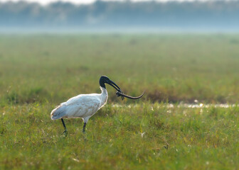 A Black Headed Ibis is a species of wading bird of the ibis family with its Kill,
