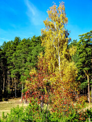 Autumn forest landscape in the early morning