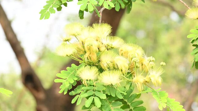 Albizia lebbeck flowers. Its Common names shirisha tree, siris,&nbsp;Indian siris,&nbsp;East Indian walnut,&nbsp;Broome raintree,&nbsp;lebbeck,&nbsp;lebbek tree,&nbsp;frywood, flea tree and&nbsp;woman's tongue tree.
