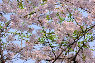 A close-up shot showcases a vibrant display of pale pink cherry blossoms clustered along a thin, dark branch. The background is softly blurred, hinting at a bright sky that makes the flowers the clear
