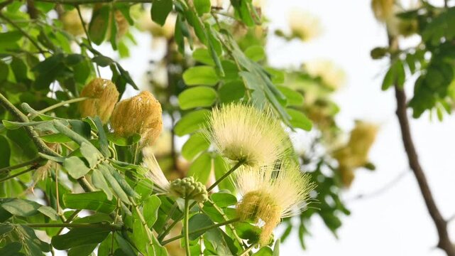 Albizia lebbeck flowers. Its Common names shirisha tree, siris,&nbsp;Indian siris,&nbsp;East Indian walnut,&nbsp;Broome raintree,&nbsp;lebbeck,&nbsp;lebbek tree,&nbsp;frywood, flea tree and&nbsp;woman's tongue tree.