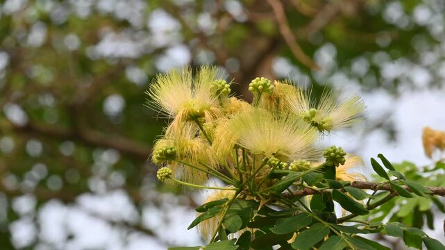 Albizia lebbeck flowers. Its Common names shirisha tree, siris,&nbsp;Indian siris,&nbsp;East Indian walnut,&nbsp;Broome raintree,&nbsp;lebbeck,&nbsp;lebbek tree,&nbsp;frywood, flea tree and&nbsp;woman's tongue tree.