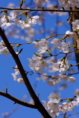 A close-up shot showcases a vibrant display of pale pink cherry blossoms clustered along a thin, dark branch. The background is softly blurred, hinting at a bright sky that makes the flowers the clear