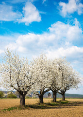 Beautiful cherry blossom trees in full bloom