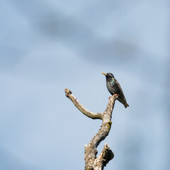 Fototapeta premium Starling on a branch