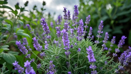 Obraz premium Blooming Lavender Flowers in a Lush Garden with Cloudy Skies