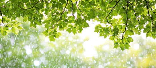 Fresh green leaves, sunlight, bokeh background, spring nature