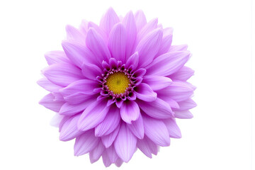 purple flower on a white background