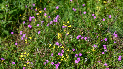 Fototapeta premium Flowers bloom in the meadow in spring. Various and colorful flowers in the field.