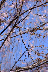 A close-up shot showcases a vibrant display of pale pink cherry blossoms clustered along a thin, dark branch. The background is softly blurred, hinting at a bright sky that makes the flowers the clear