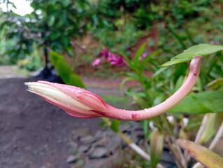 A close-up of a Wijayakusuma flower bud (Epiphyllum oxypetalum), also known as the Queen of the...