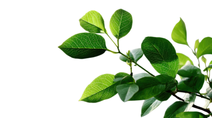 Leafy Branch in Sunlight: A vibrant, sunlit branch bursts forth with fresh green leaves, a symbol of nature's renewal and growth, a testament to the beauty and vitality of life.