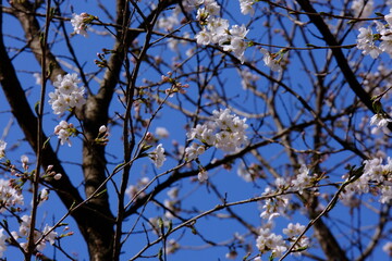 A close-up shot showcases a vibrant display of pale pink cherry blossoms clustered along a thin, dark branch. The background is softly blurred, hinting at a bright sky that makes the flowers the clear