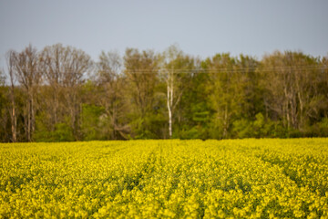 Fototapeta premium a field of blooming rapeseed on a spring day