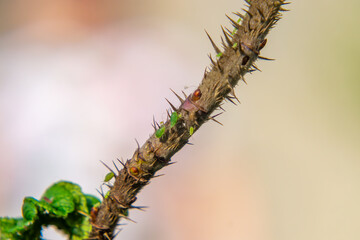 close-up of a plant stem covered with thorns, on which there are numerous green aphids. pests on roses.