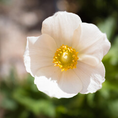 Macro white Anemone sylvestris or Snowdrop Anemone blooming in the garden