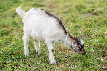Young Goat Standing on Farm Field. Farm-based activities