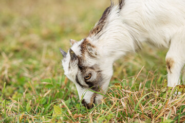 Young Goat Grazing on Green Grass. Close up