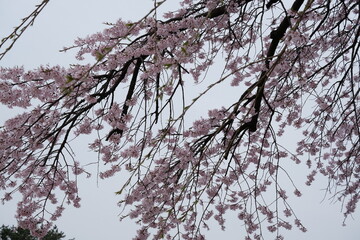 A close-up shot showcases a vibrant display of pale pink cherry blossoms clustered along a thin, dark branch. The background is softly blurred, hinting at a bright sky that makes the flowers the clear