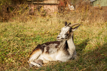 Goat resting peacefully on grass in a farm setting during autumn afternoon