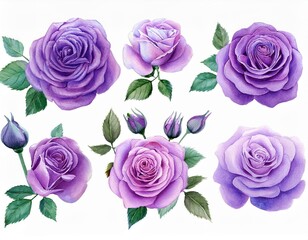 Fototapeta premium flowers,rose,roses,purple,watercolor,floral,bloom,nature,botanical,petals,blossom,beautiful,garden,decoration,plant,romantic,elegant,violet,art,illustration,design,isolated,white,background,pretty,nat