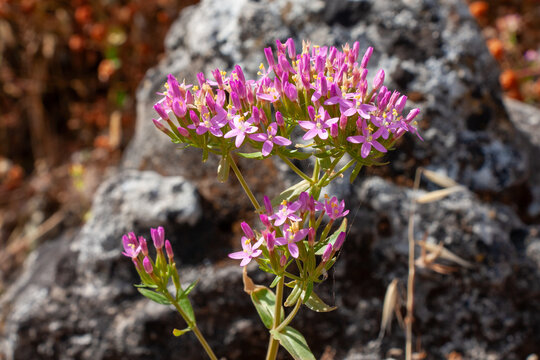 Centaurium erythraea Rafn
Echtes Tausendg&uuml;ldenkraut