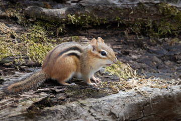 Eastern chipmunk Tamias striatus on a moss covered log