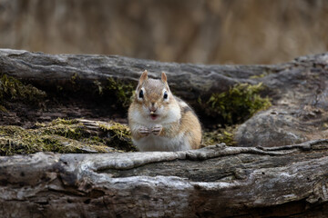 Eastern chipmunk Tamias striatus with a surprised look on its face and a seed hull stuck to its nose
