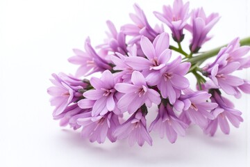 Fototapeta premium bunch of purple lilac flowers on a white background