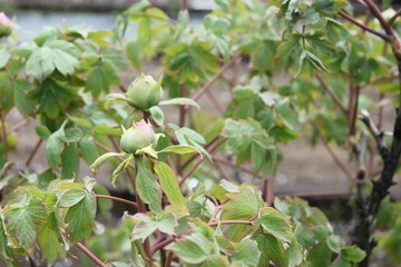 ボタンのつぼみ