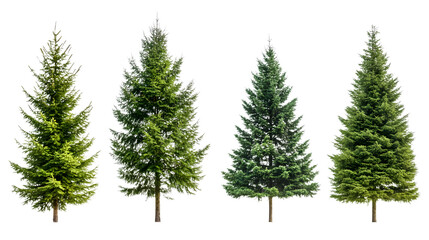 Green Spruce Trees Collection Isolated on Transparent Background