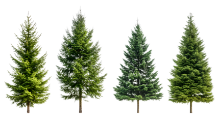 Green Spruce Trees Collection Isolated on Transparent Background