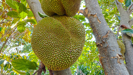 Jackfruits on Tree in Vibrant Tropical Environment