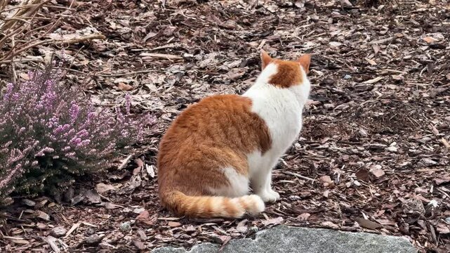tigered cat walking around garden