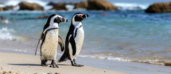 Naklejka premium Charming pair of African penguins enjoying the tranquil shores, contemplative mood