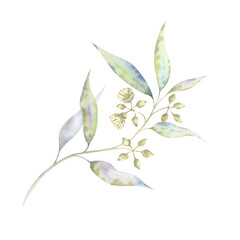 Eucalyptus blossom - light watercolor botanical art. Airy illustration of a delicate twig with flowers and buds. Great for organic product packaging, wedding invitations, or minimalist floral designs